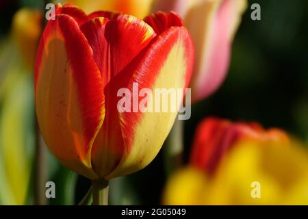 The Striking Banja Luka with Petals that are Yellow at the Base and Transitions to a Fiery Red Hue toward the Edge Stock Photo