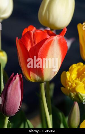 The Striking Banja Luka with Petals that are Yellow at the Base and Transitions to a Fiery Red Hue toward the Edge, Among a Variety of Colorful Tulips Stock Photo