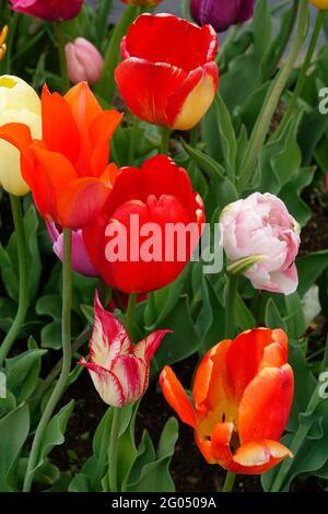 Tulipa ‘Marilyn’ Lily flowering 6 Marilyn tulip - white petals, deep ...