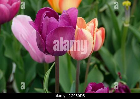 A Stretch Tulip Mix of Purple Tulips in a Garden Stock Photo