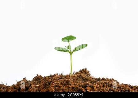 The trees are growing from the soil on a white background. Stock Photo