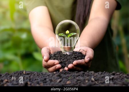 A small tree growing on a silver coin and energy-saving light bulbs, an energy-saving concept and an environmentally friendly clean energy. Stock Photo