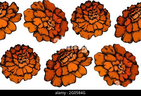 Seamless pattern with colorful botanical sketch of marigold flowers on white background. Vector textile with floral natural drawing. Fabric with outli Stock Vector