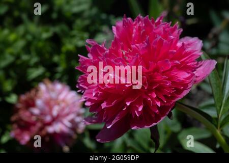 Red lush peony rose in a garden, close-up with selective focus and green blurred foliage background Stock Photo