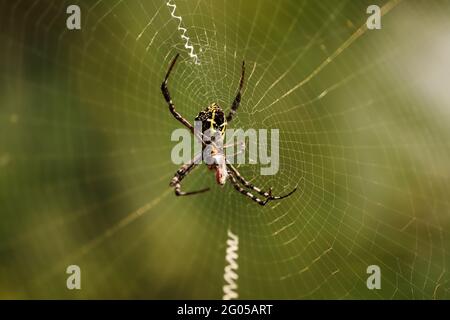 Spider on wed Stock Photo