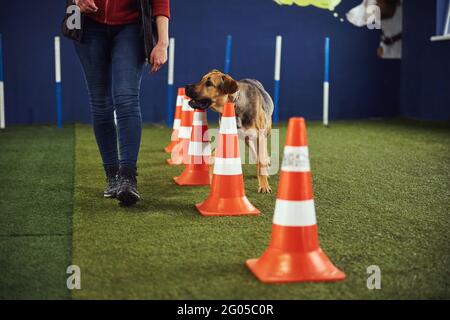 Obedient dog performing an agility exercise assisted by a trainer Stock Photo