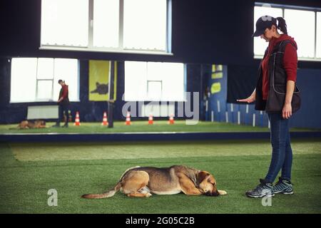 Professional handler teaching a dog to lie down Stock Photo