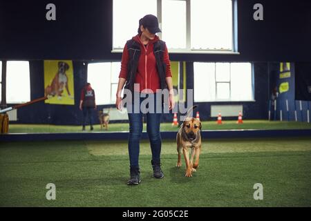 Focused instructor teaching the dog the Heel command Stock Photo