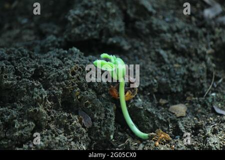 Tamarind seedling, plant just come out from the seed. Tamarind is a hardwood tree known scientifically as Tamarindus indica. Stock Photo