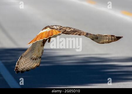 The red tailed hawk in flight. Scene during nesting. Stock Photo