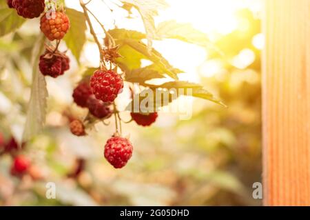 ripe red raspberries ripening on the bush. The berry bush is illuminated by the sun's rays. Close-up. Healthy eating and vegetarianism. Copy space. Stock Photo