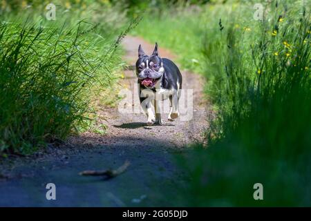 Cute alert little dog running after a stick outdoors in a garden approaching the camera along a path between lush green grass Stock Photo