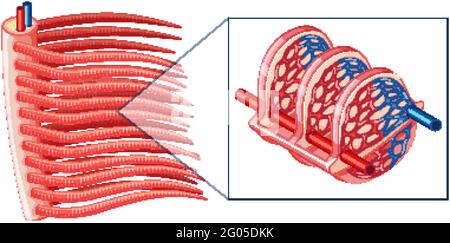 Diagram showing the grills of a fish illustration Stock Vector