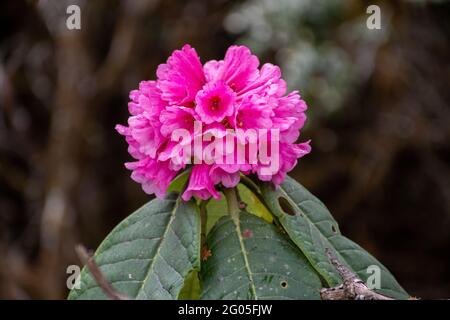 Rhododendron flower in Bhutan Stock Photo