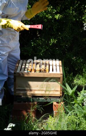 A beekeeper opening the brood box to inspect a honeybee colony Stock Photo