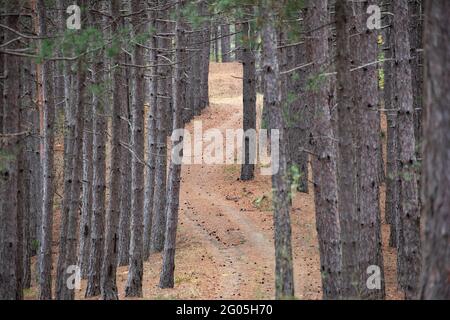 Landscape with winding curvy road path between the trees in a pine forest