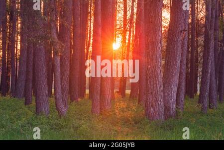 Magic evening red light in the forest with sun rays. Stock Photo