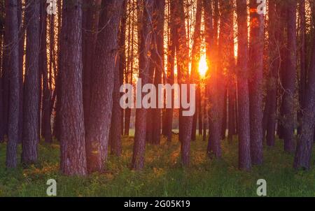 Magic evening red light in the forest with sun rays. Stock Photo