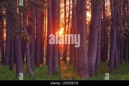 Magic evening red light in the forest with sun rays. Stock Photo