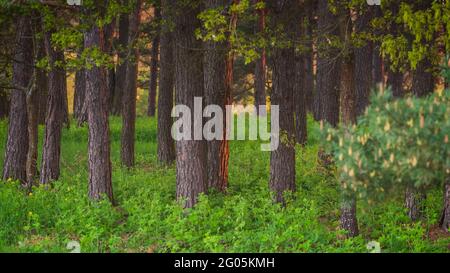 Magic evening red light in the forest with sun rays. Stock Photo