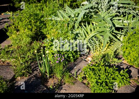 Patio herb garden in spring Stock Photo