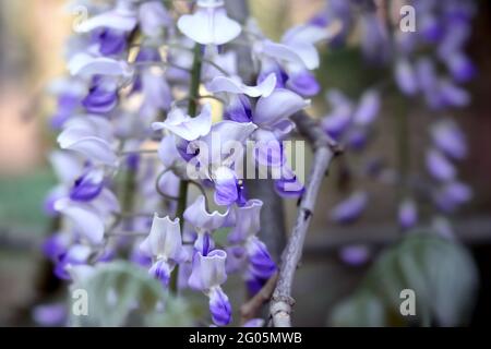 Spring flowers wisteria blooming. Beautiful wisteria trellis blossom in garden park Stock Photo