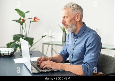 Side view of senior ambitious male entrepreneur using laptop computer sitting in modern office. Mature grey-haired man in smart casual shirt typing Stock Photo
