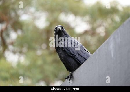A little raven perched atop a temporary fence, or hoarding, while staring into the foreground Stock Photo