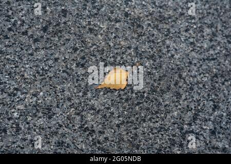 Gray asphalt and a small yellow leaf. Lonely fallen leaf on the road Stock Photo