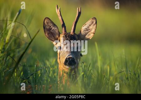 Young roe deer buck lying on a meadow and looking to the camera Stock Photo