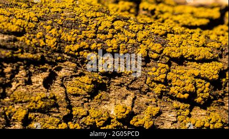 Moss grows on large trees in the forest.It is a small creature in a big forest. Stock Photo