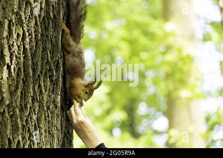 Squirrel on a tree. Red squirrel eats nuts from a human palm. Stock Photo