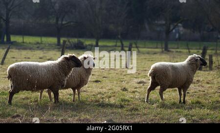 herd of sheep, three sheep standing on pasture Stock Photo