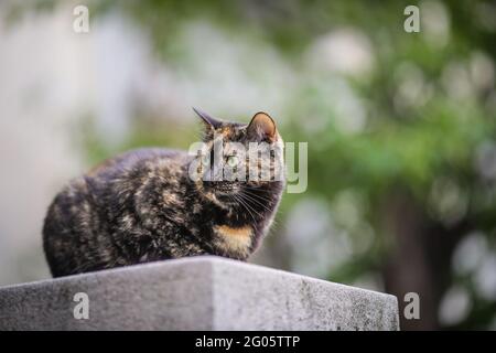 European shorthair stray cat on a cloudy summer day. Stock Photo