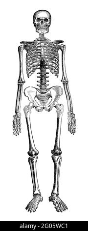 An engraved vintage illustration image of  a human skeleton of a man, from a Victorian book dated 1880 that is no longer in copyright Stock Photo