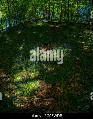 Bluebell woods at Whitewell, Bowland, Lancashire, UK. Stock Photo