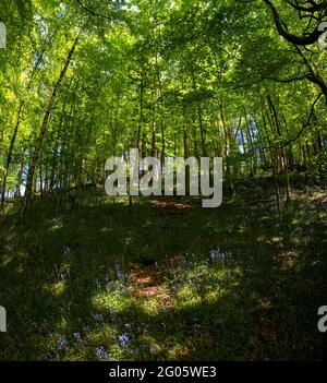 Bluebell woods at Whitewell, Bowland, Lancashire, UK. Stock Photo