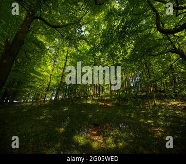 Bluebell woods at Whitewell, Bowland, Lancashire, UK. Stock Photo