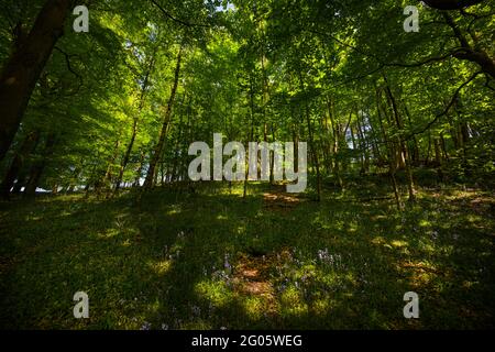 Bluebell woods at Whitewell, Bowland, Lancashire, UK. Stock Photo