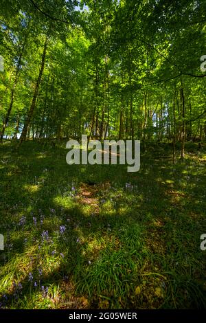 Bluebell woods at Whitewell, Bowland, Lancashire, UK. Stock Photo