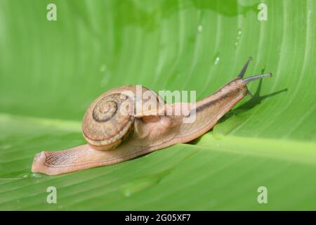 Large tropical snail on a wet banana tree leaf Stock Photo