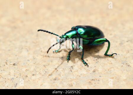 Close up shot of a metallic green beetle on a marble surface Stock Photo