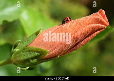 Multicolored ladybug on an orange hibiscus bud Stock Photo