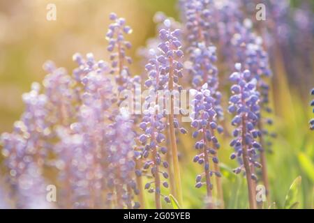 Blue grape hyacinth or Muscari flowers in early Spring, coft focus. Warm gentle floral background Stock Photo