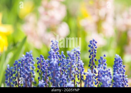 Blue grape hyacinth or Muscari flowers with blurred garden in early Spring. Warm vivid floral background Stock Photo