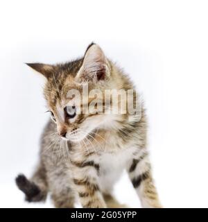 portrait of a one-month-old light brown striped kitten sitting on a white background, shallow depth focus Stock Photo