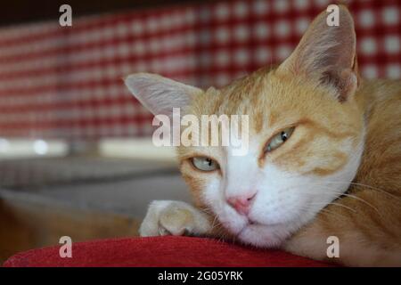 Face of a beautiful cat resting on a red pillow under the dining table Stock Photo