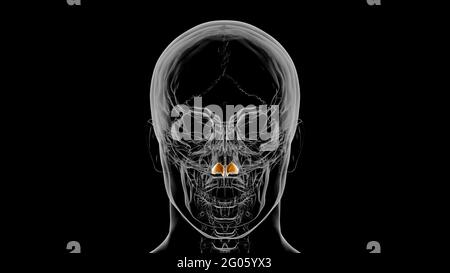 Human skeleton alar cartilage anatomy for medical concept 3D ...
