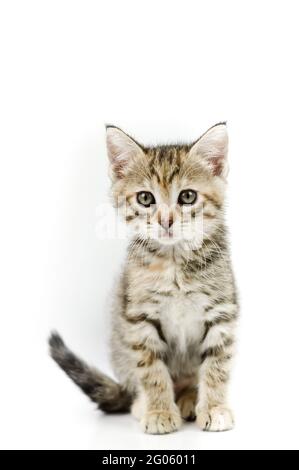 portrait of a one-month-old light brown striped kitten sitting on a white background, shallow depth focus Stock Photo