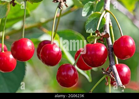 Ripe sour cherries on the tree Stock Photo
